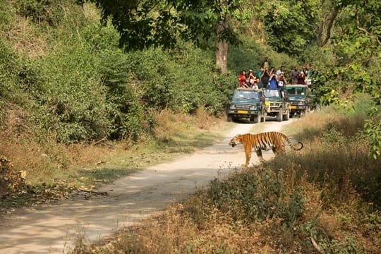 Jim Corbett Safari For Group Package 